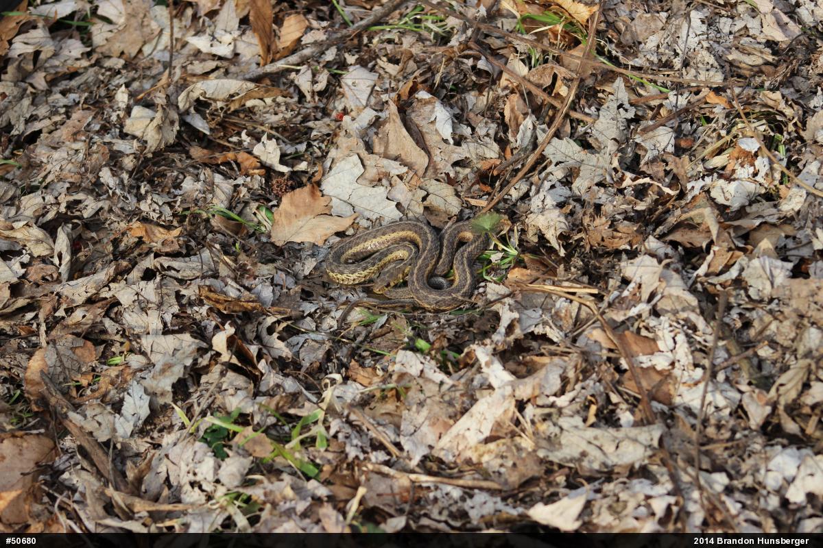 Eastern Gartersnake
