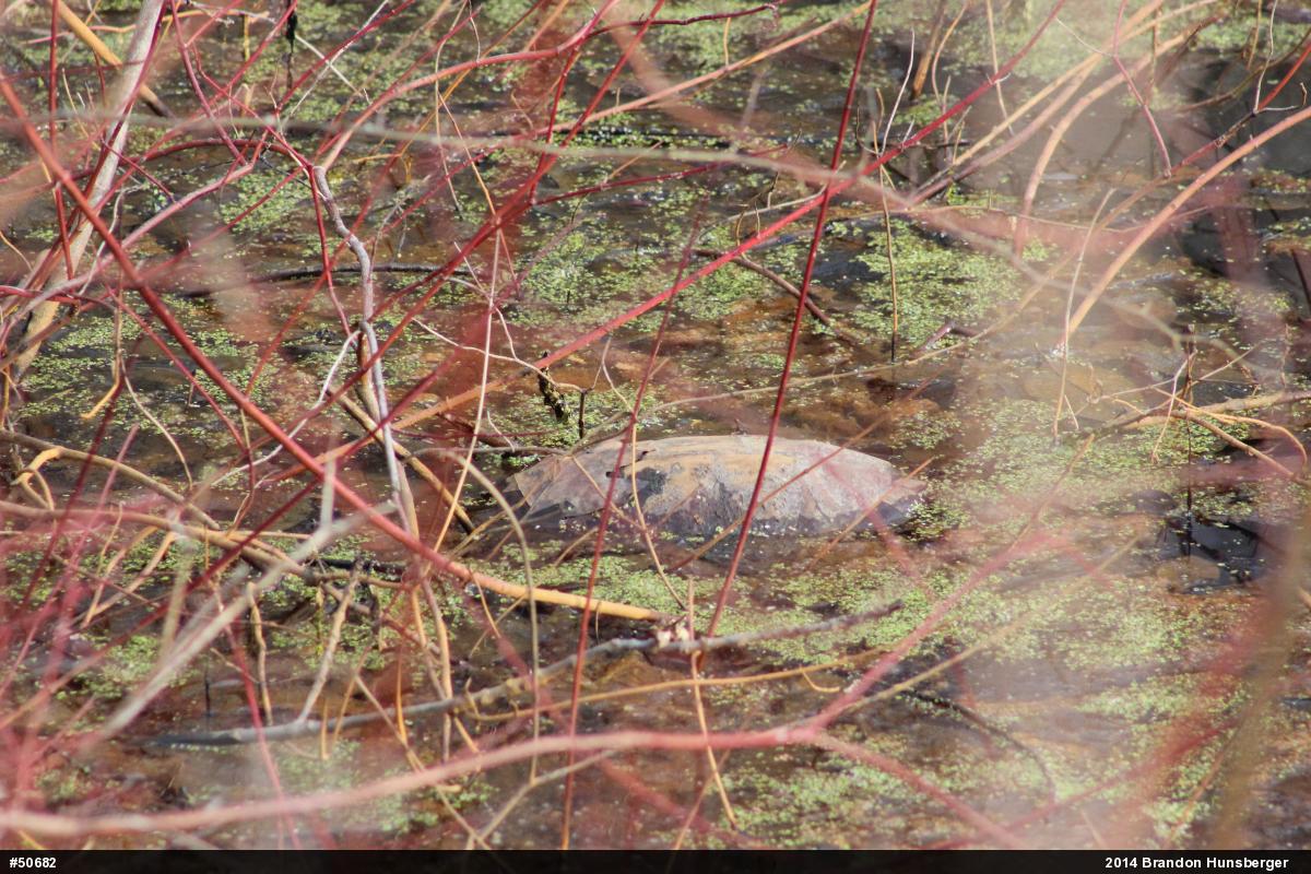 Snapping Turtle