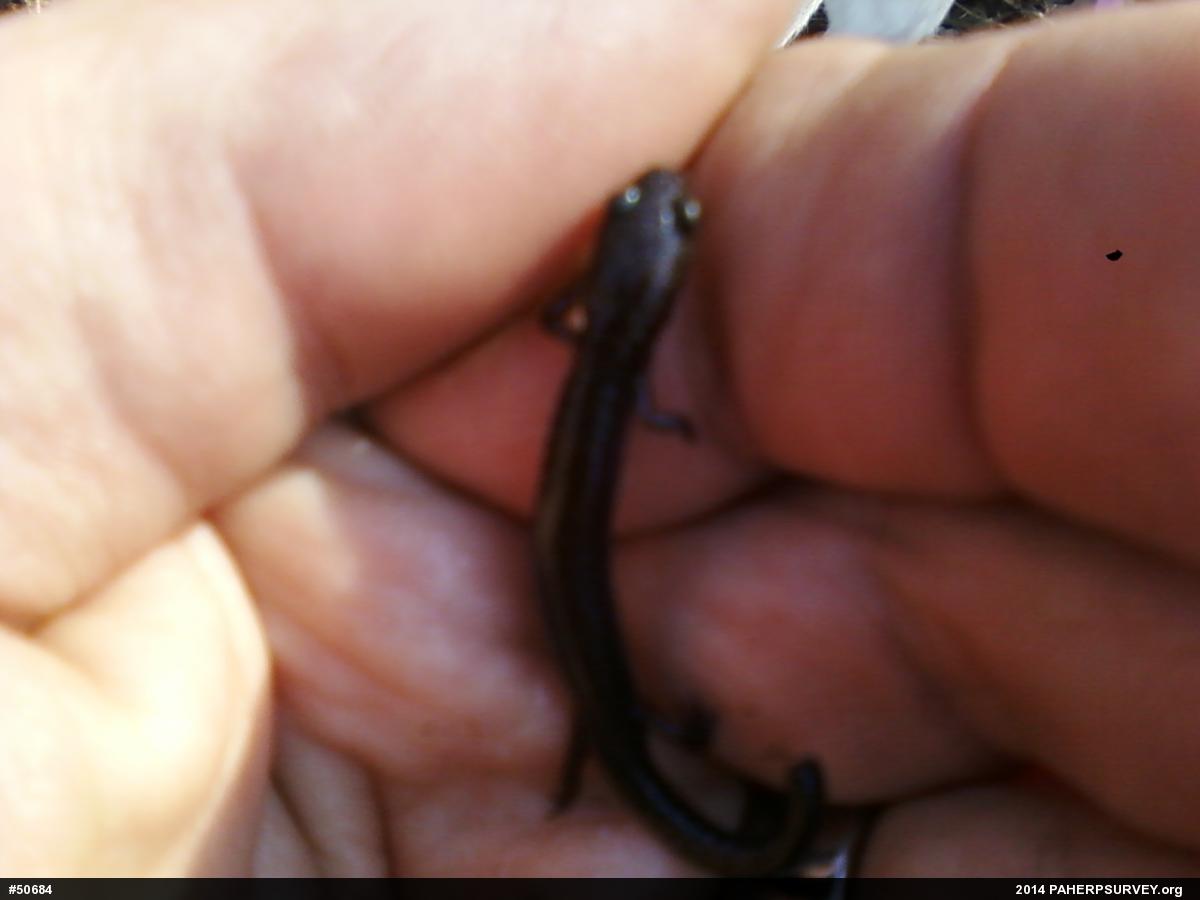 Eastern Red-backed  Salamander