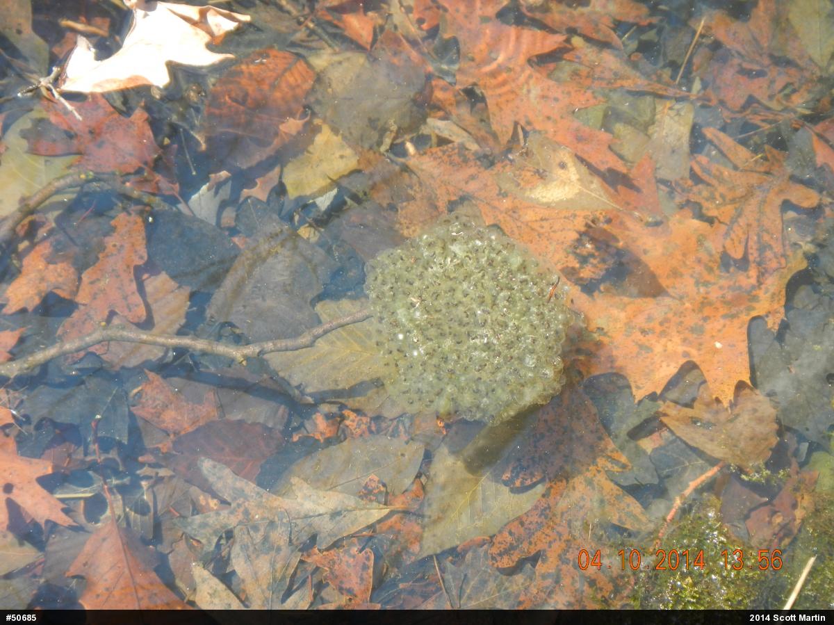 Wood Frog