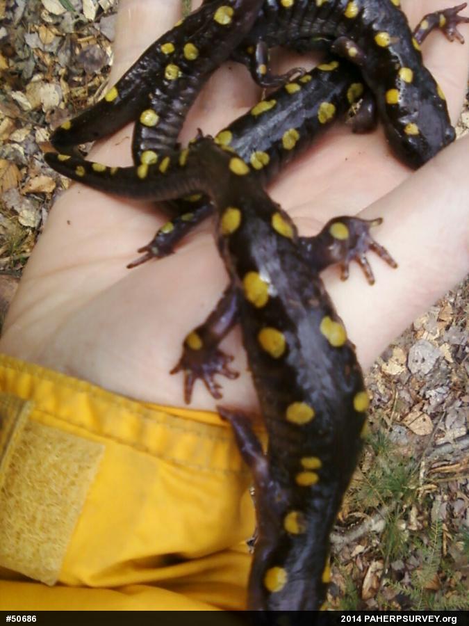 Spotted Salamander
