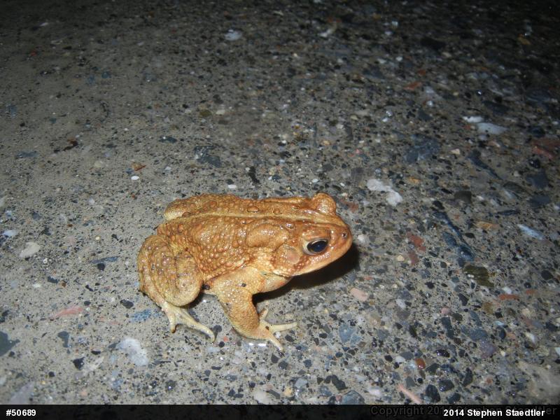 Eastern American Toad