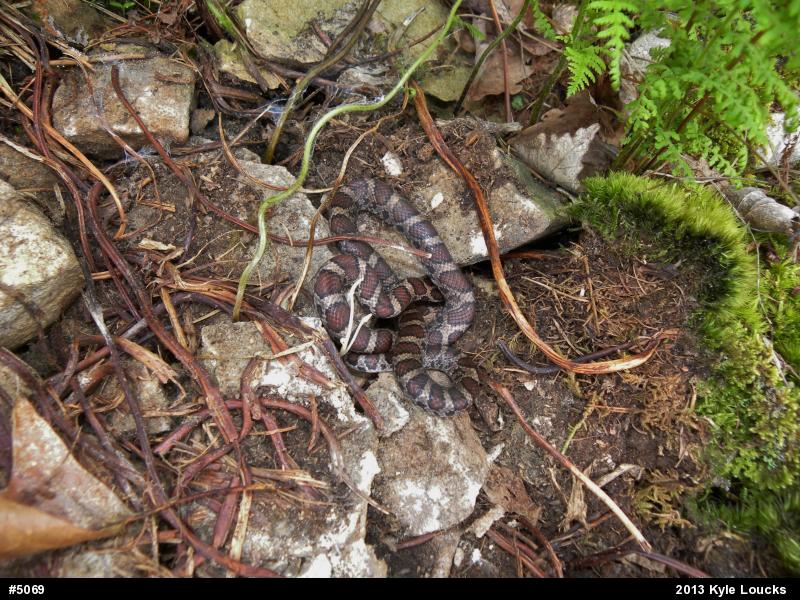 Eastern Milksnake