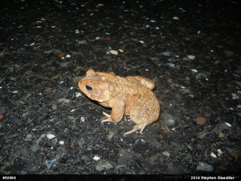 Eastern American Toad
