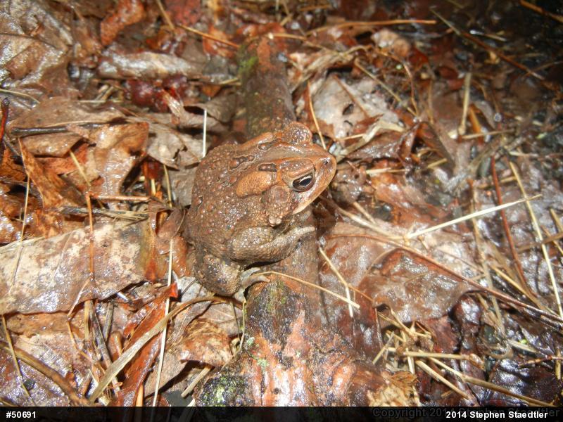 Eastern American Toad