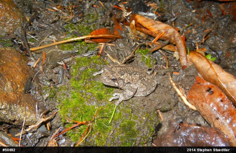 Gray Treefrog