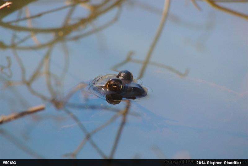 True Frogs