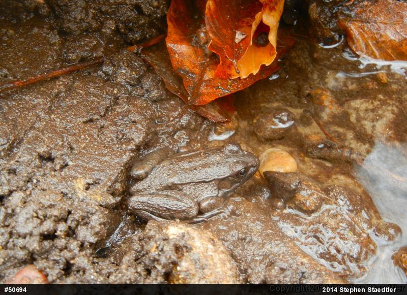 Green Frog