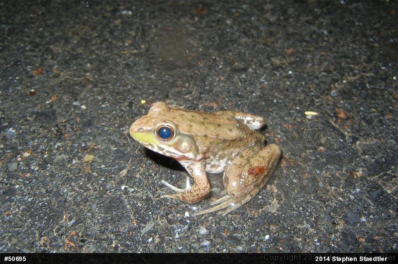 Green Frog