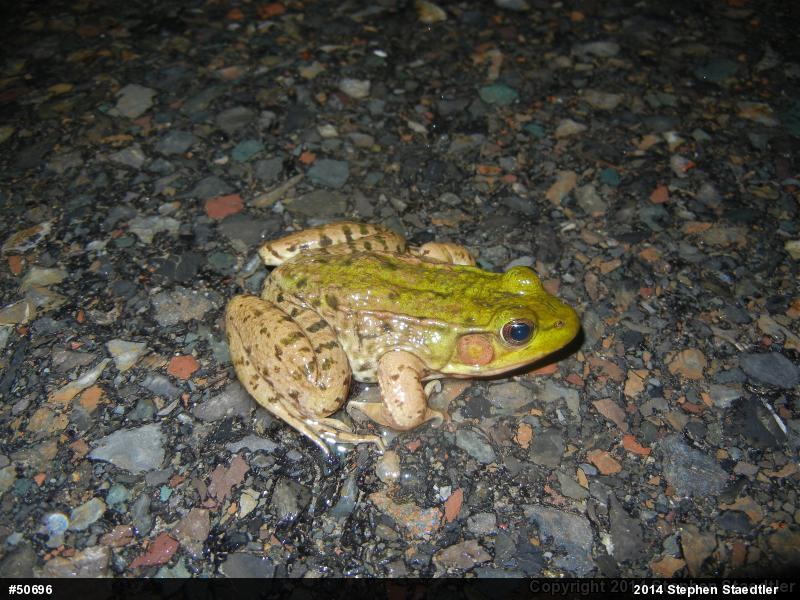 Green Frog