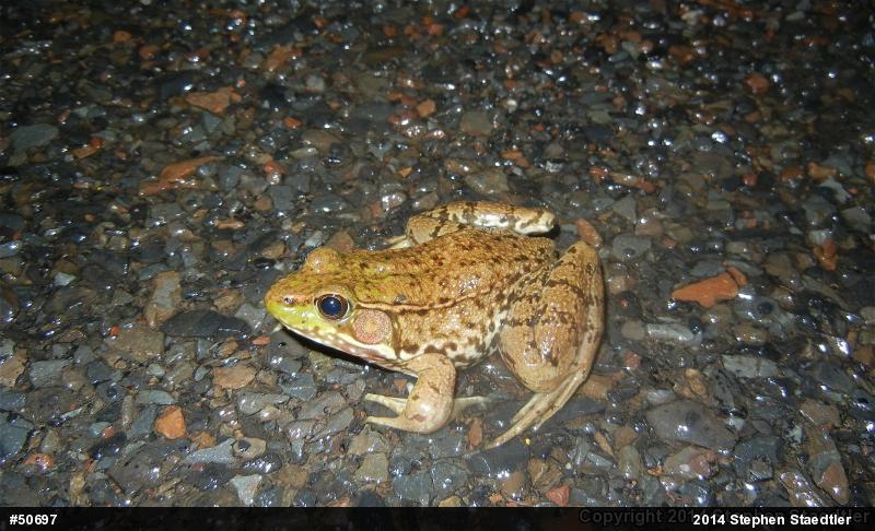Green Frog