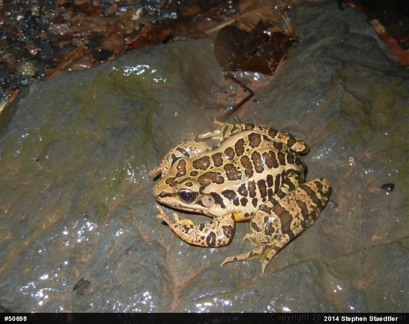 Pickerel Frog