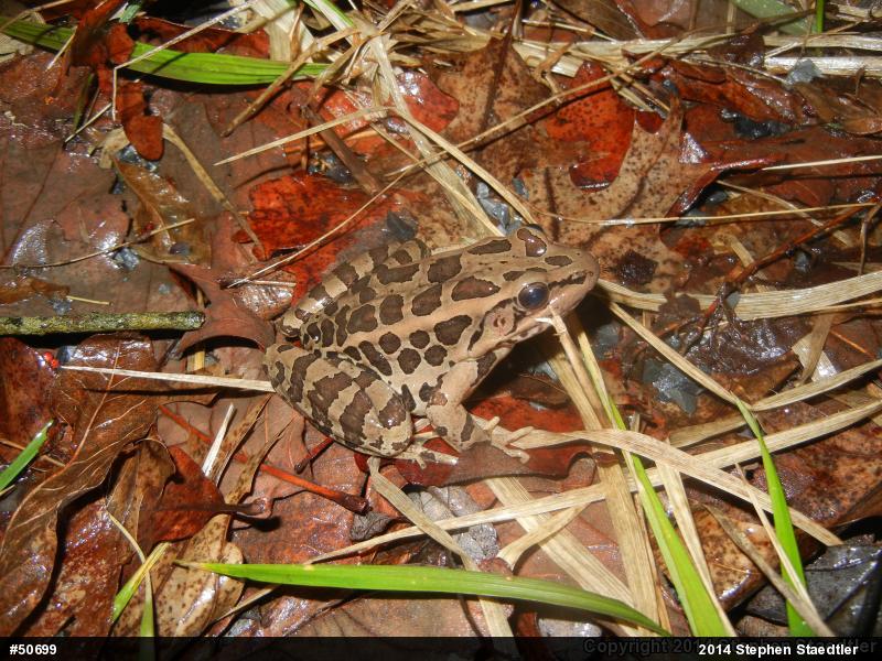 Pickerel Frog