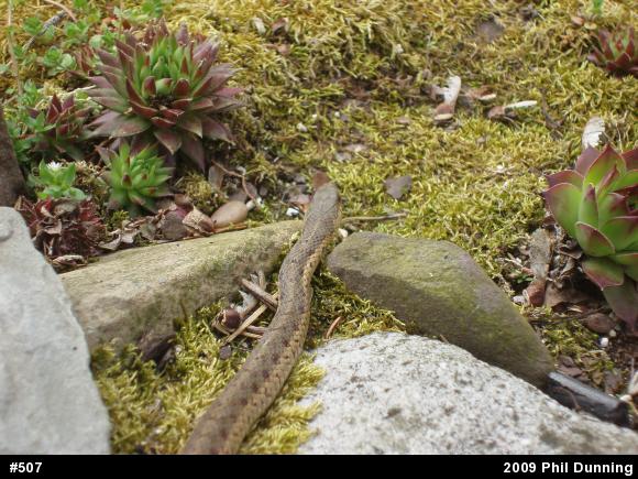 Eastern Gartersnake