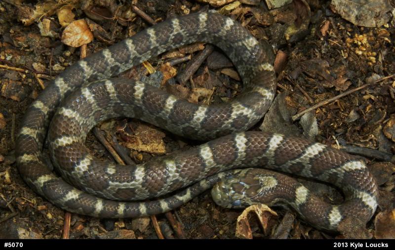 Eastern Milksnake