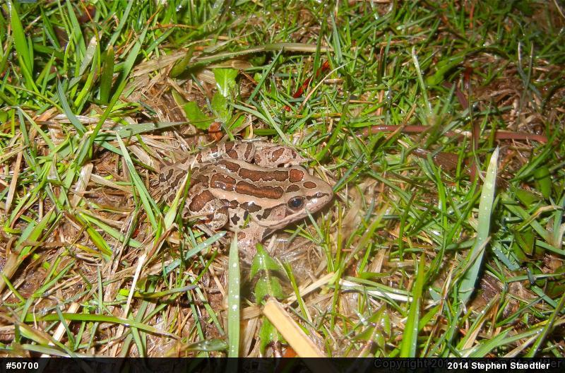 Pickerel Frog