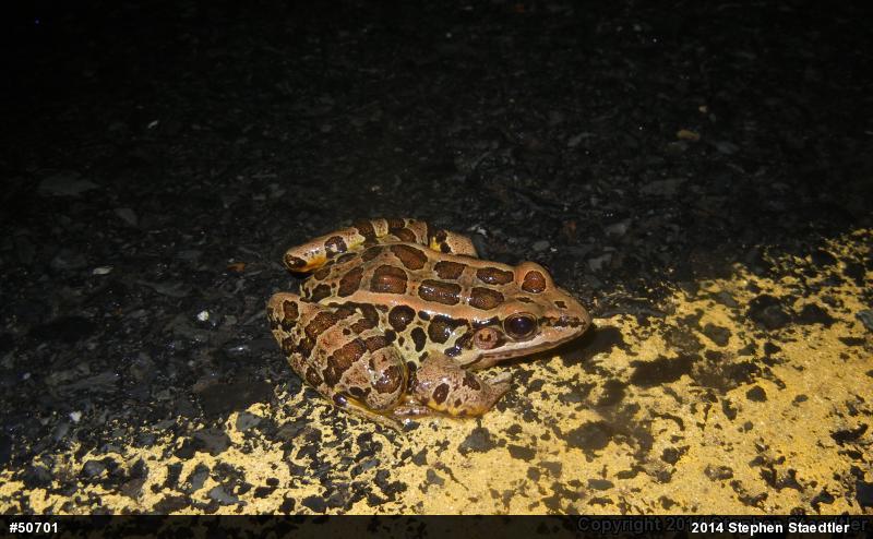 Pickerel Frog