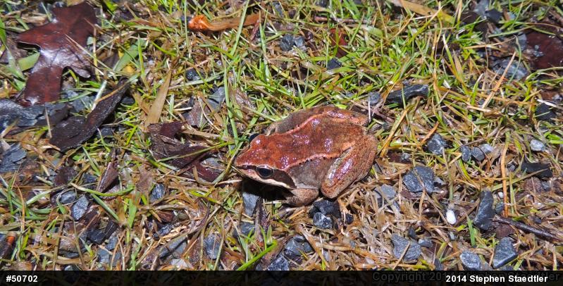Wood Frog
