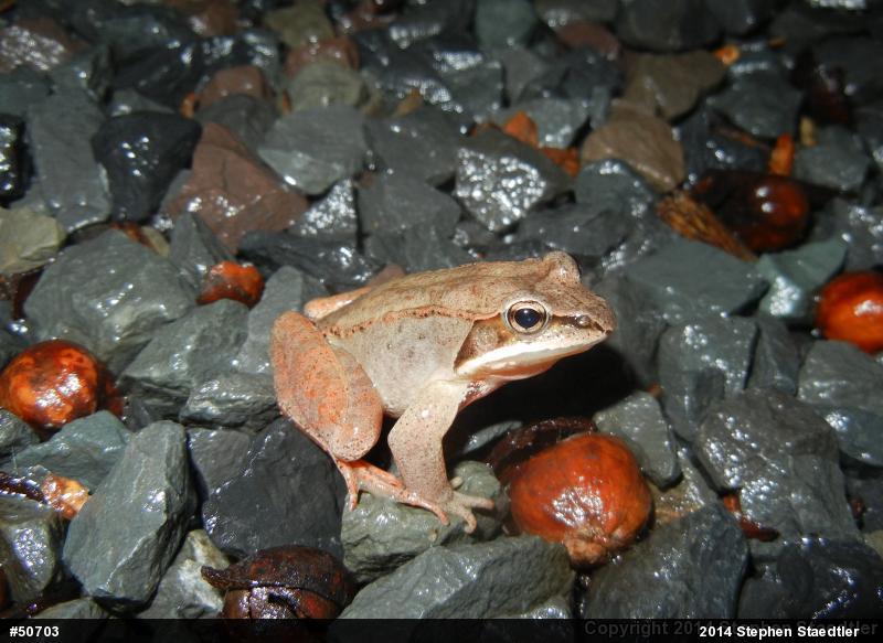 Wood Frog
