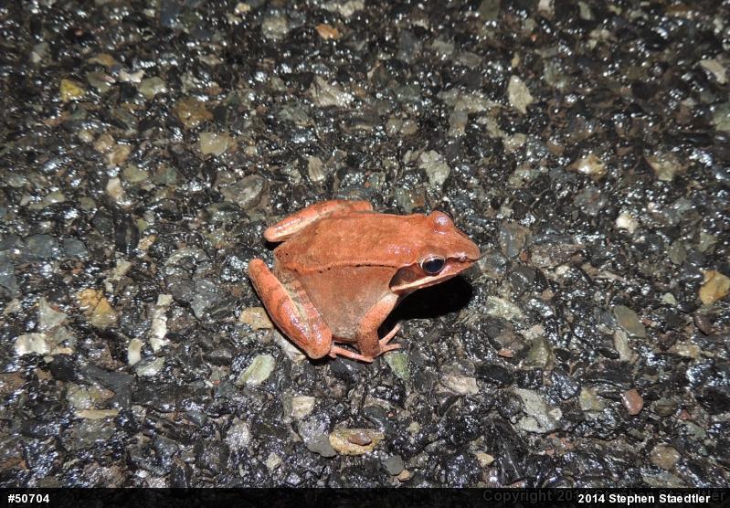 Wood Frog