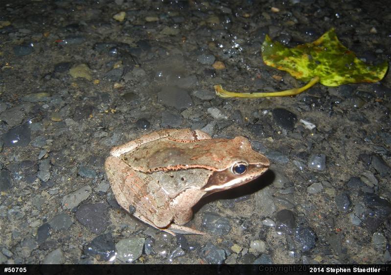 Wood Frog