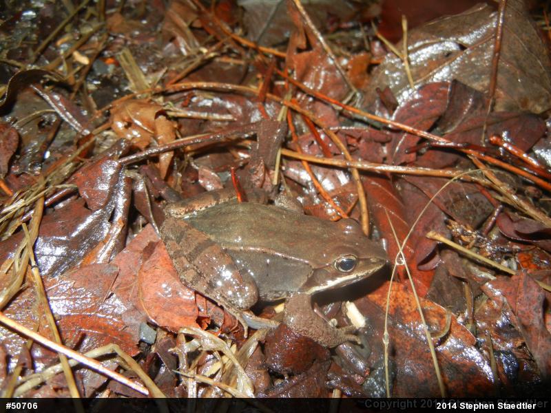 Wood Frog
