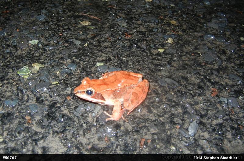 Wood Frog