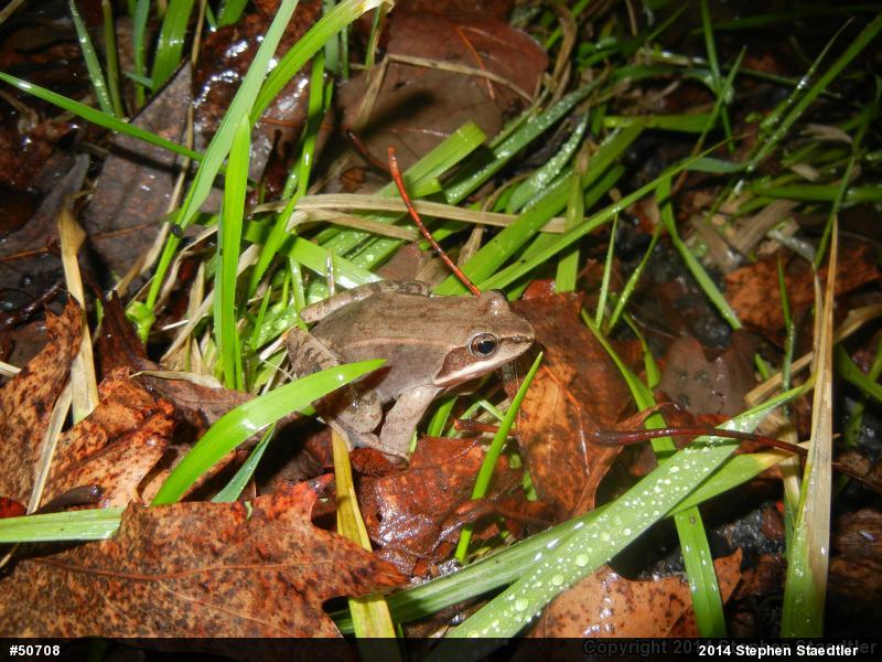 Wood Frog