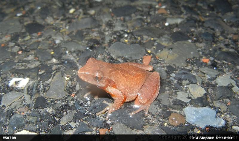 Spring Peeper