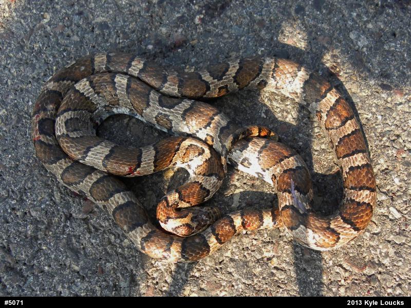 Eastern Milksnake