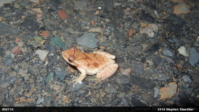Spring Peeper