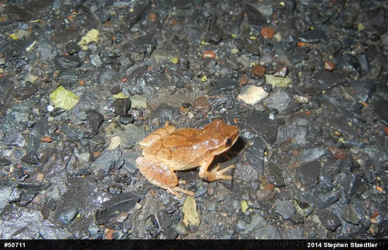 Spring Peeper