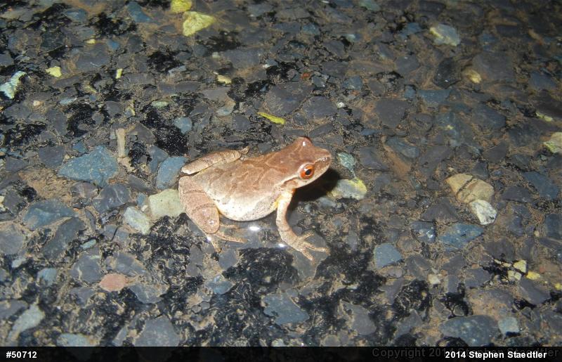 Spring Peeper
