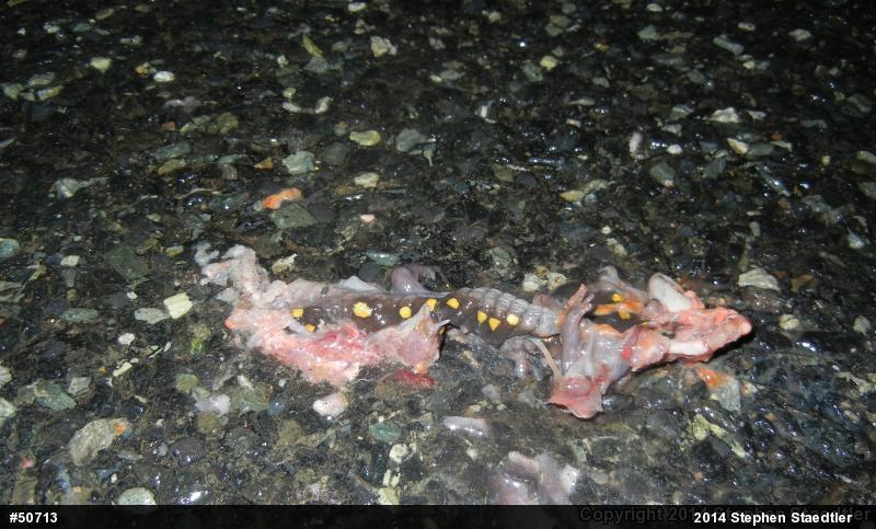 Spotted Salamander
