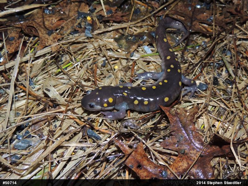Spotted Salamander