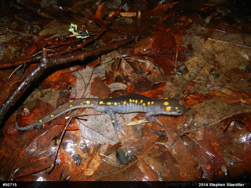Spotted Salamander