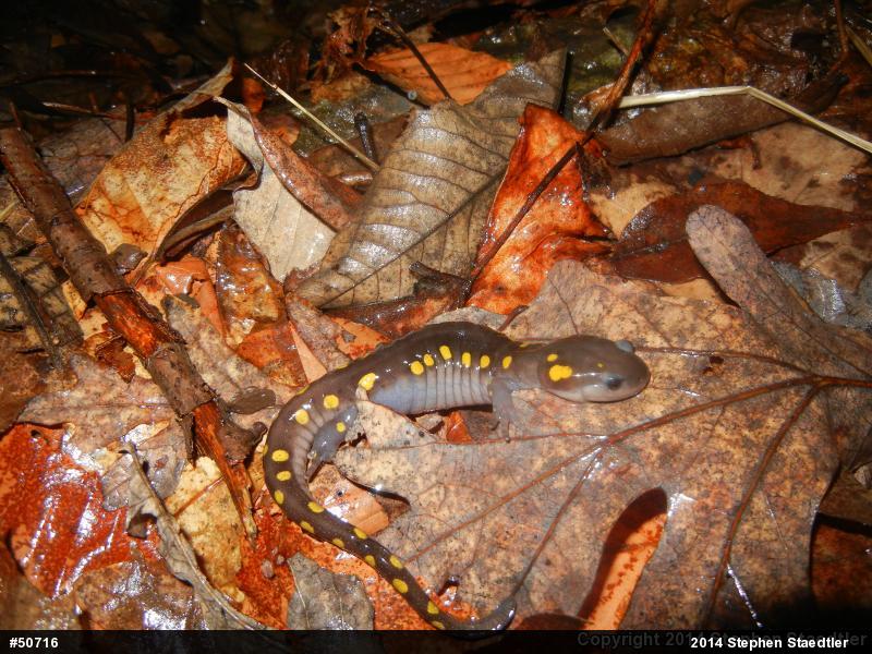 Spotted Salamander