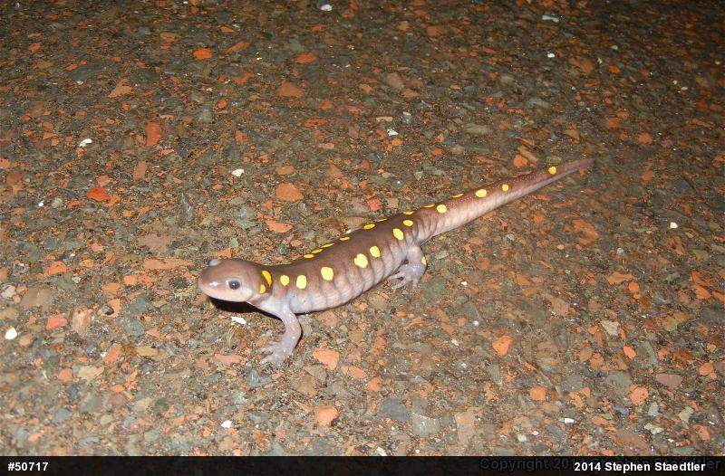 Spotted Salamander
