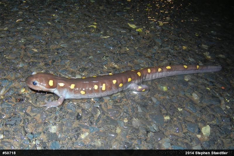 Spotted Salamander