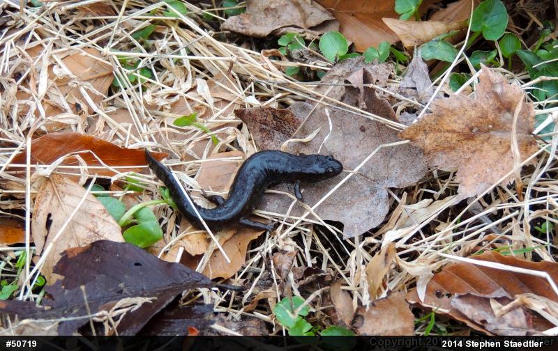 Northern Dusky Salamander