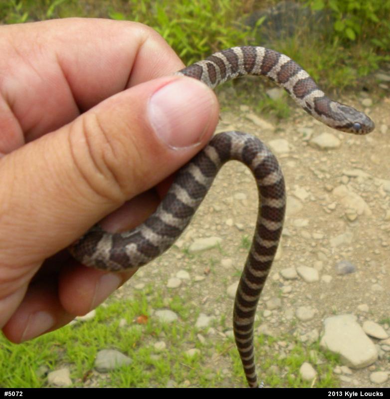 Eastern Milksnake