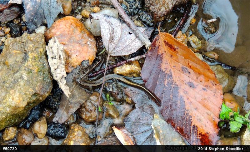 Northern Two-lined Salamander
