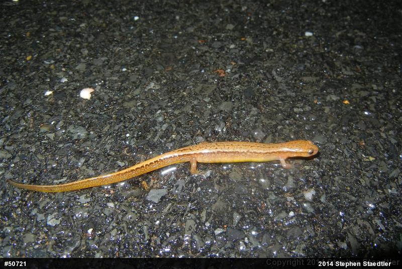 Northern Two-lined Salamander