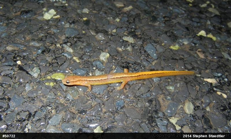 Northern Two-lined Salamander