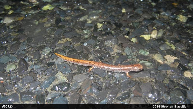 Four-toed Salamander