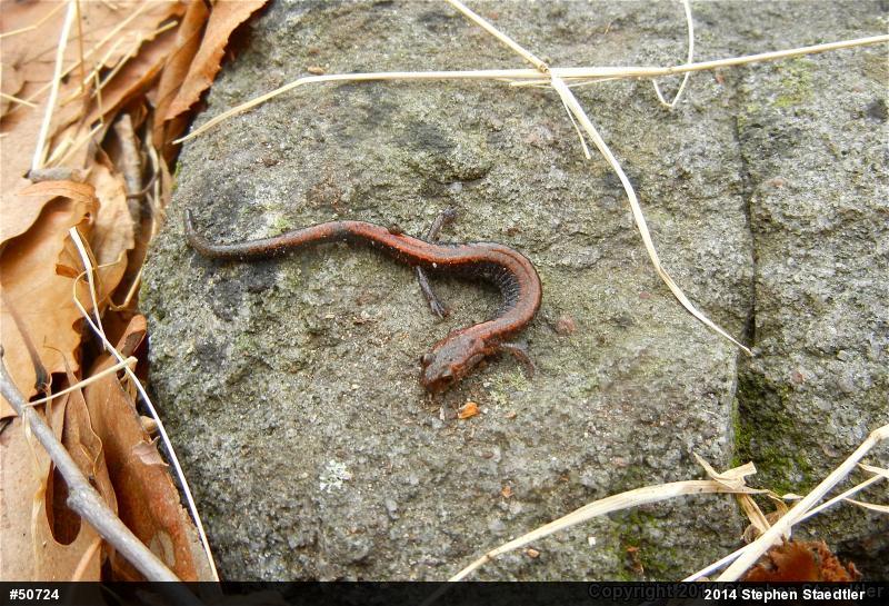 Eastern Red-backed  Salamander