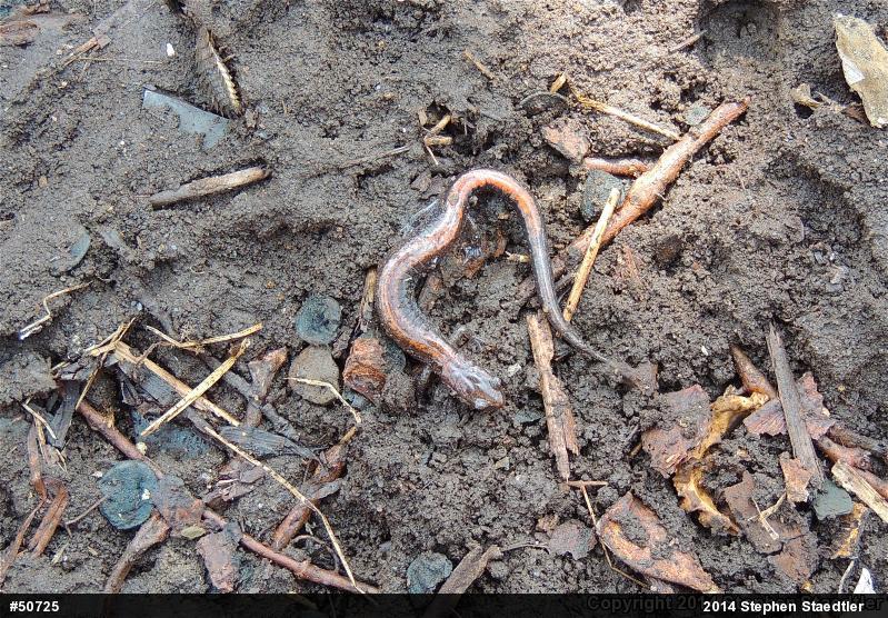 Eastern Red-backed  Salamander