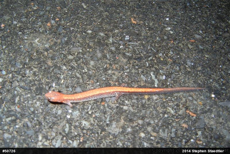 Eastern Red-backed  Salamander