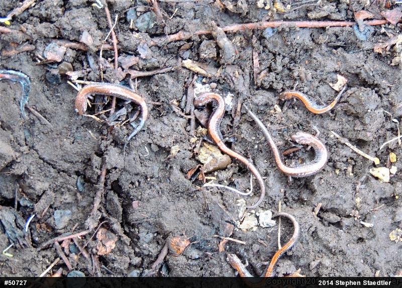 Eastern Red-backed  Salamander