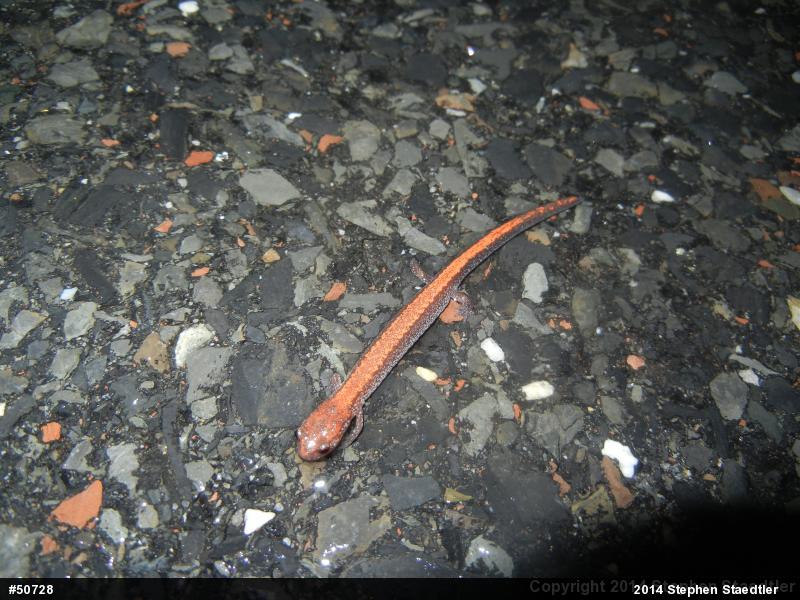 Eastern Red-backed  Salamander